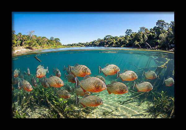 Piranha School In Clear Water