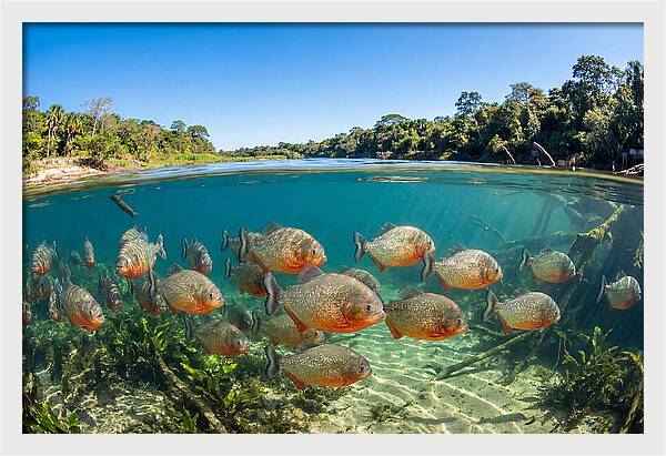 Piranha School In Clear Water