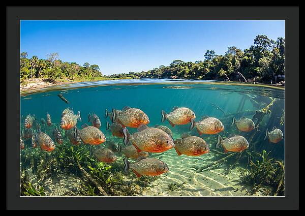 Piranha School In Clear Water