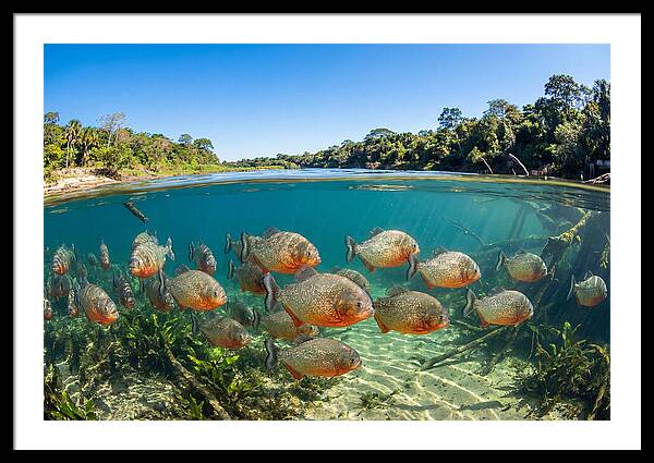 Piranha School In Clear Water
