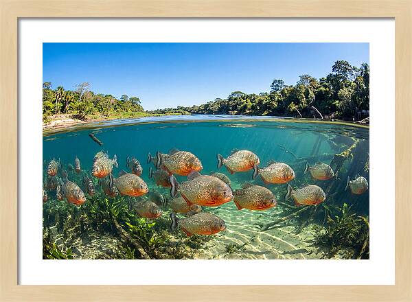 Piranha School In Clear Water