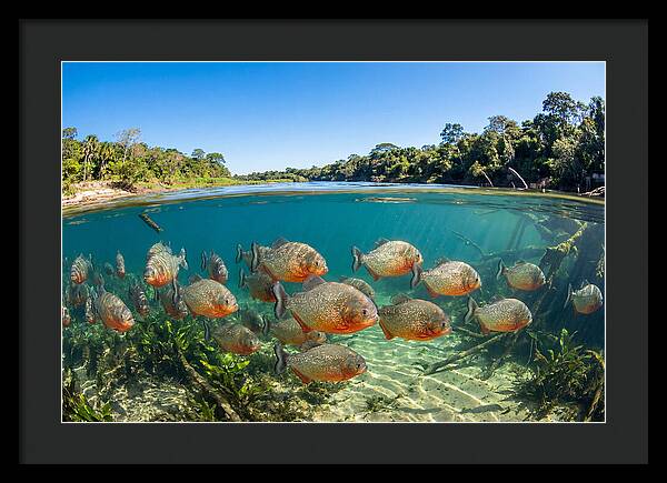Piranha School In Clear Water