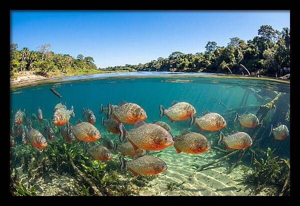 Piranha School In Clear Water
