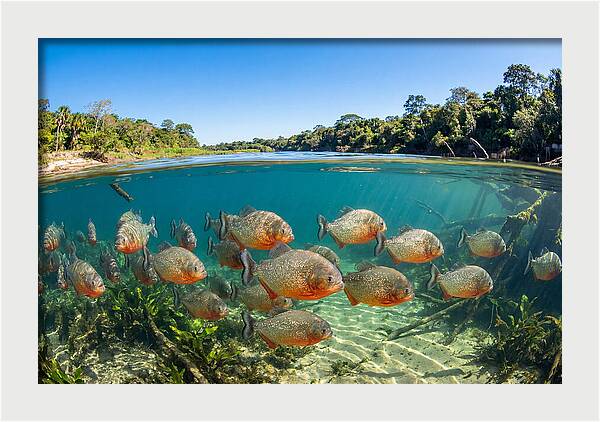 Piranha School In Clear Water