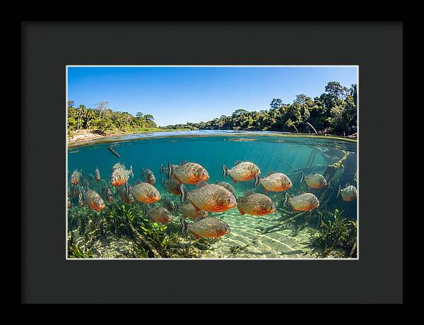 Piranha School In Clear Water