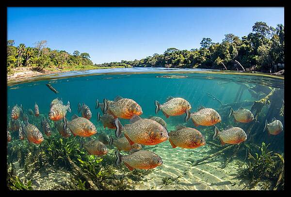 Piranha School In Clear Water