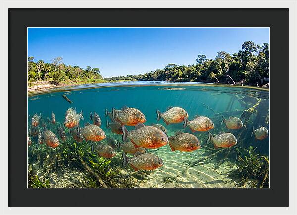 Piranha School In Clear Water