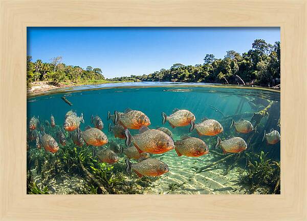 Piranha School In Clear Water