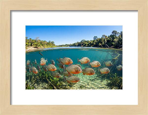 Piranha School In Clear Water