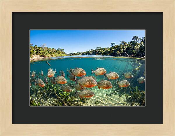 Piranha School In Clear Water