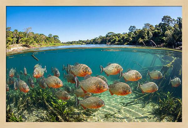 Piranha School In Clear Water