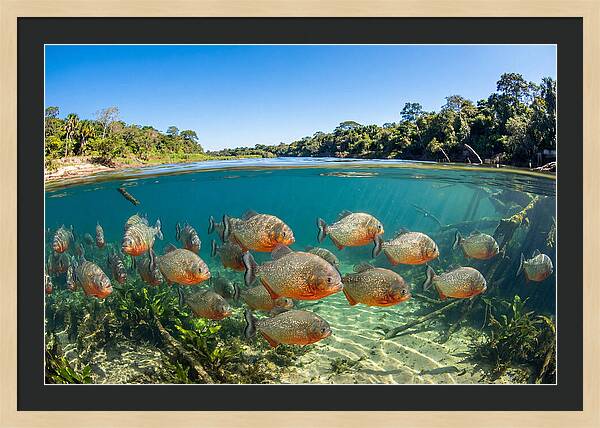 Piranha School In Clear Water