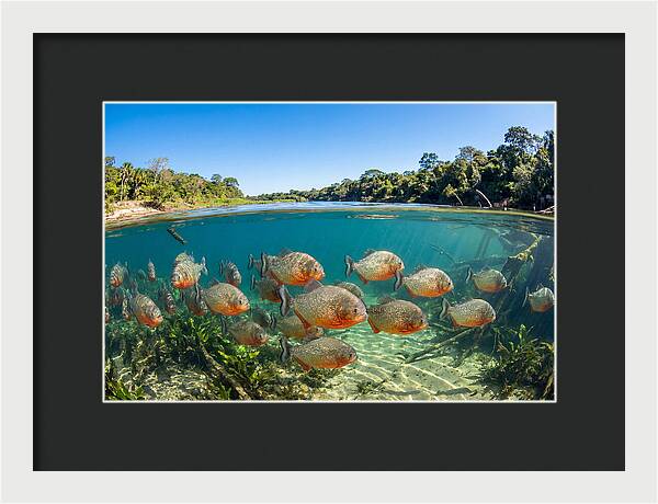 Piranha School In Clear Water