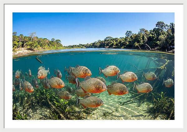 Piranha School In Clear Water