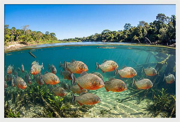 Piranha School In Clear Water