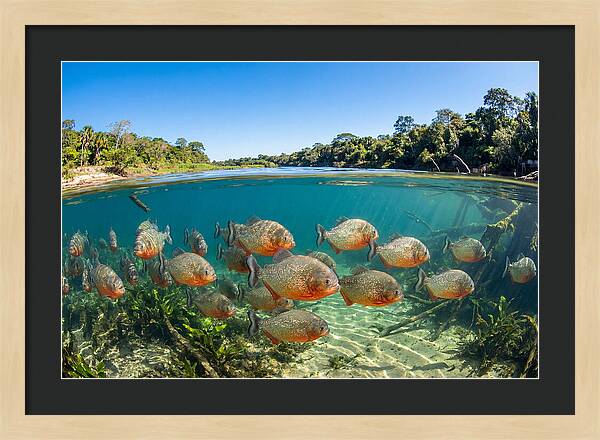 Piranha School In Clear Water