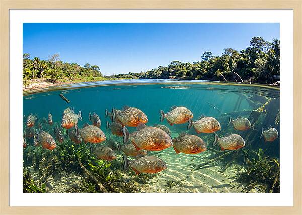 Piranha School In Clear Water