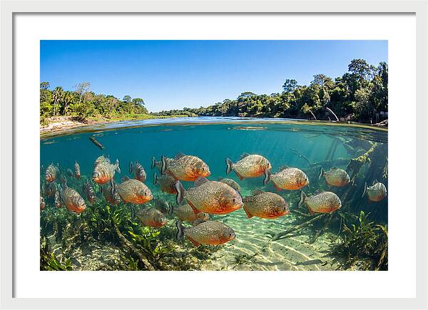 Piranha School In Clear Water