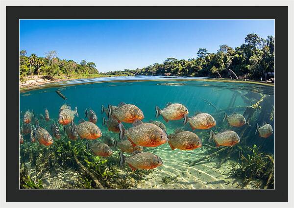 Piranha School In Clear Water