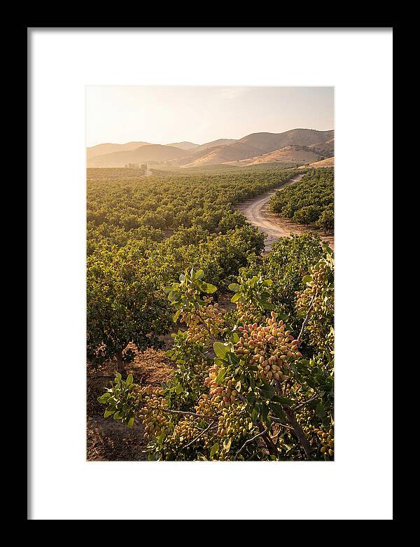 Pistachio Grove Serenity