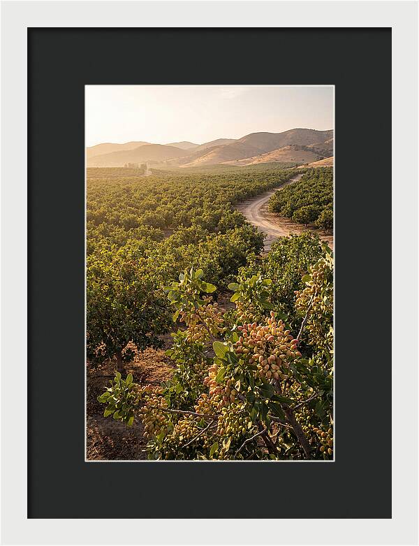 Pistachio Grove Serenity