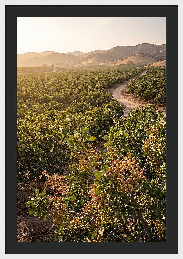 Pistachio Grove Serenity
