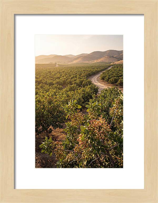 Pistachio Grove Serenity