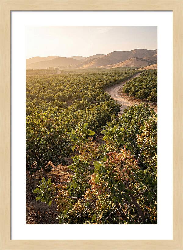 Pistachio Grove Serenity