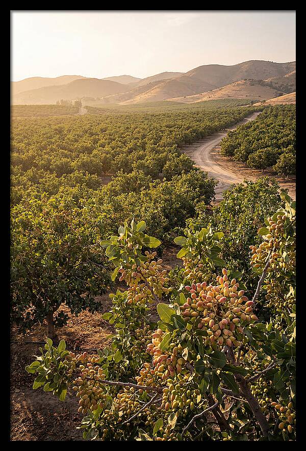 Pistachio Grove Serenity