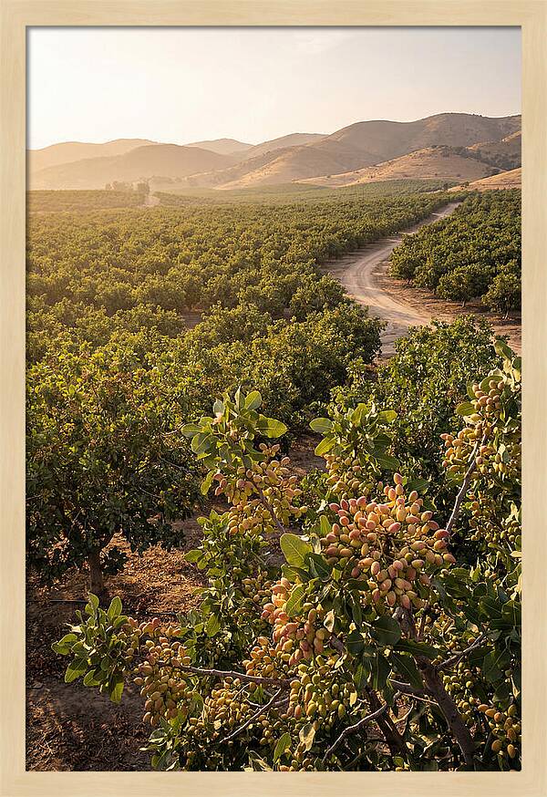 Pistachio Grove Serenity