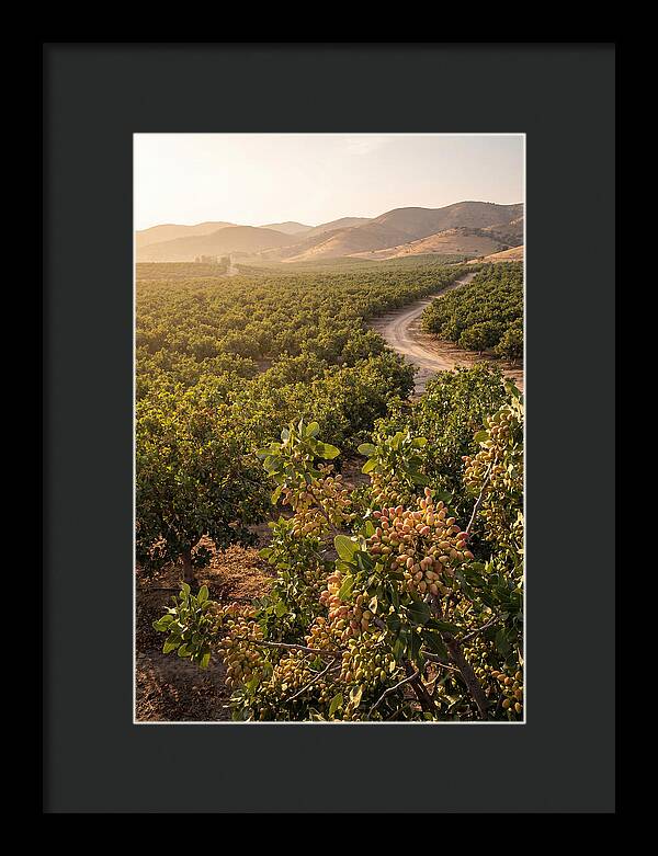 Pistachio Grove Serenity