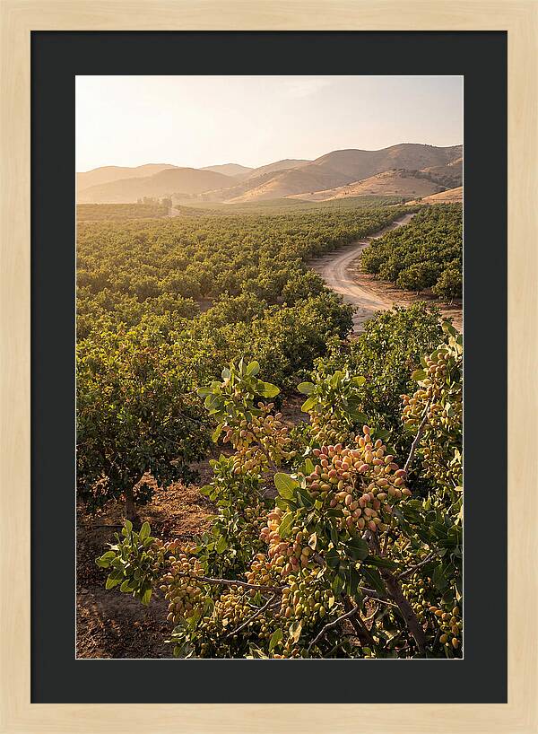 Pistachio Grove Serenity