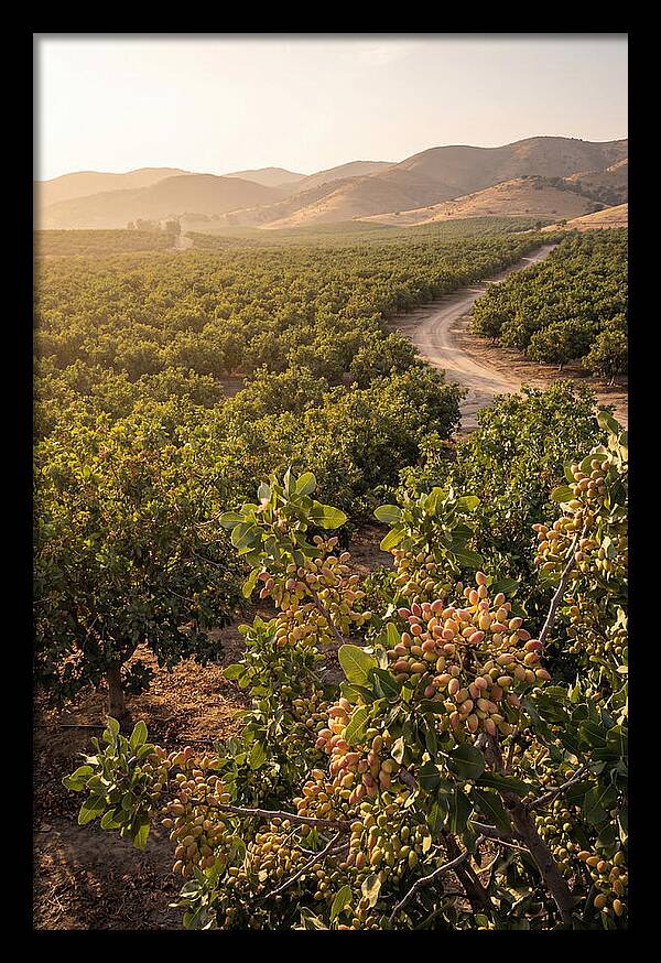 Pistachio Grove Serenity