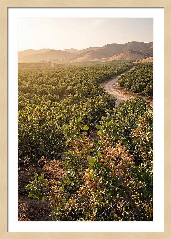 Pistachio Grove Serenity