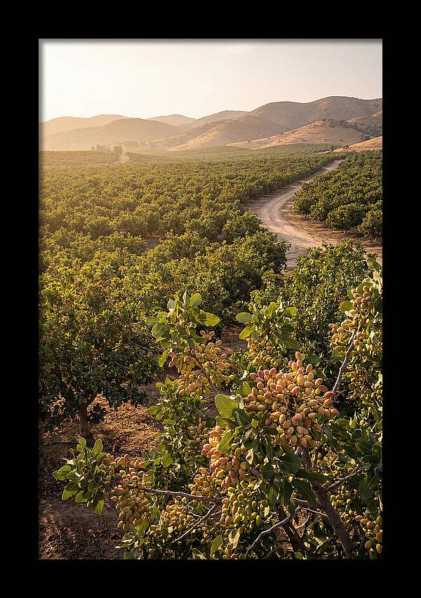 Pistachio Grove Serenity
