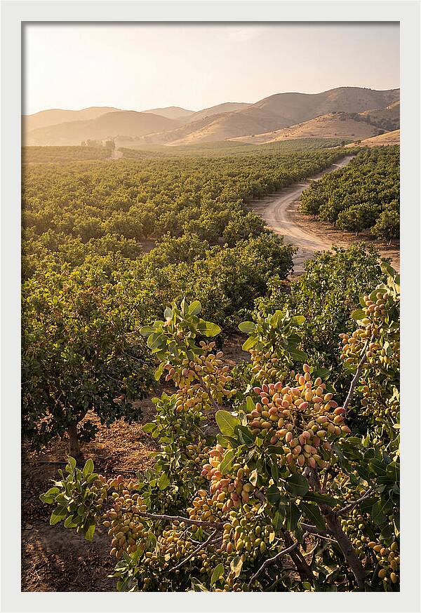 Pistachio Grove Serenity