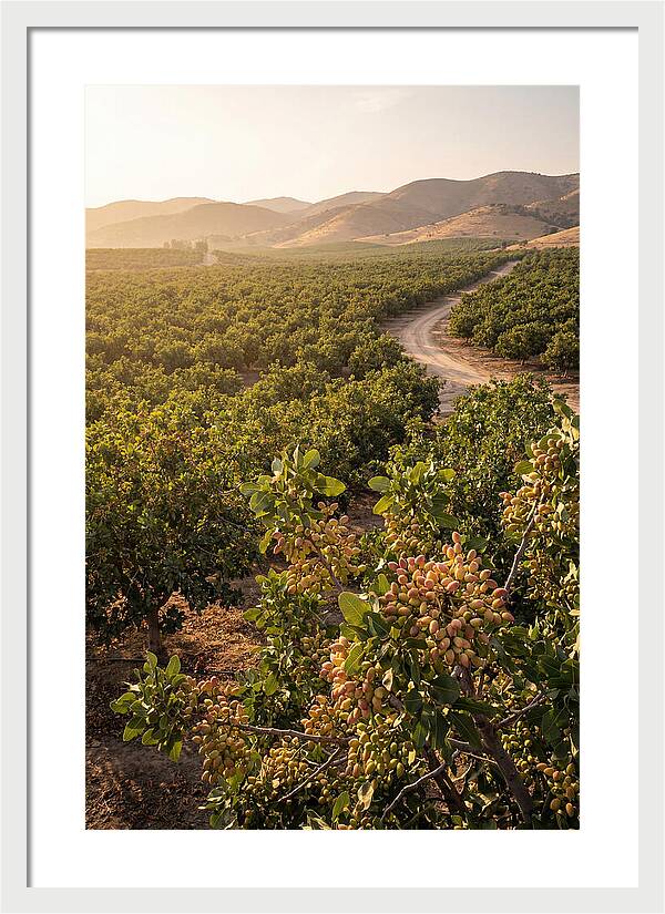 Pistachio Grove Serenity