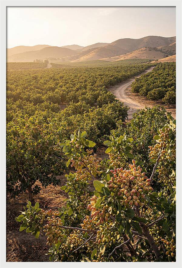 Pistachio Grove Serenity