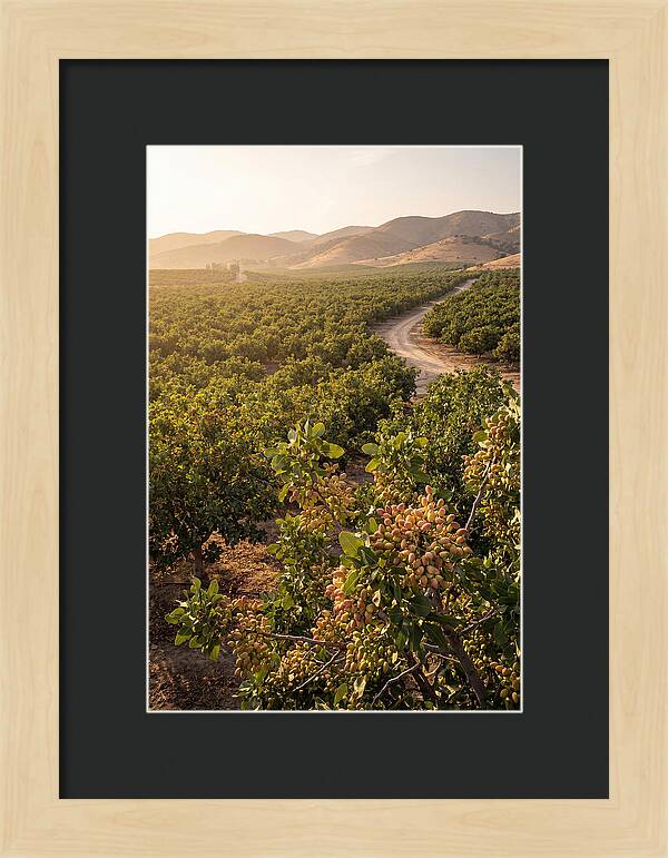 Pistachio Grove Serenity