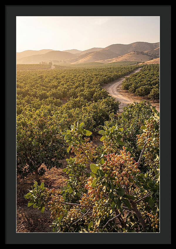 Pistachio Grove Serenity