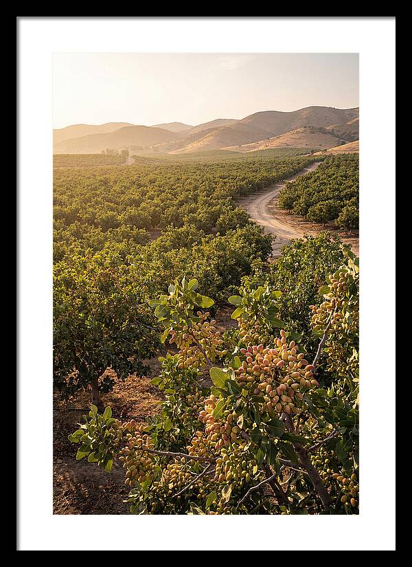 Pistachio Grove Serenity