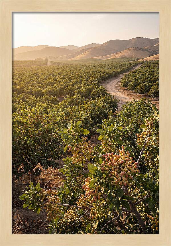Pistachio Grove Serenity