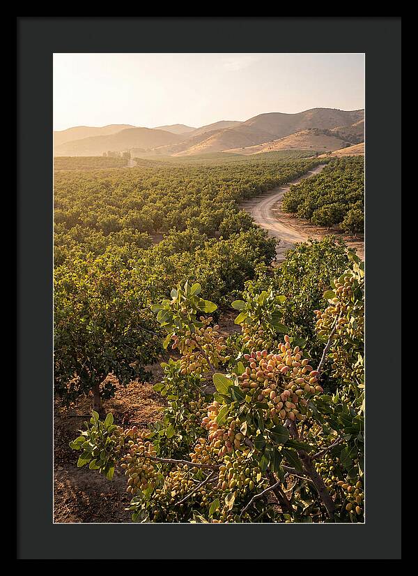 Pistachio Grove Serenity