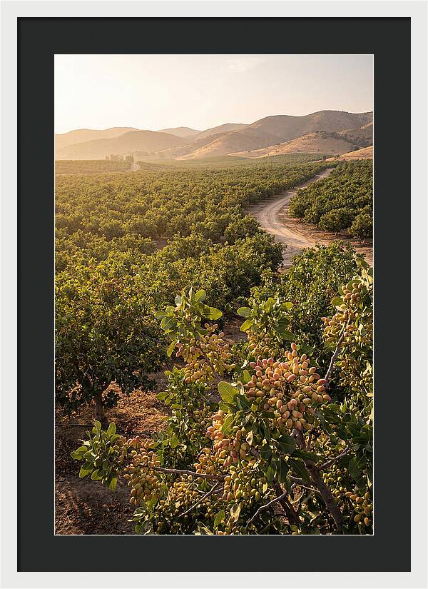 Pistachio Grove Serenity