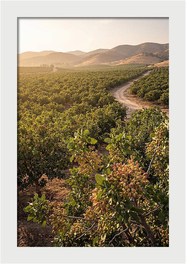 Pistachio Grove Serenity