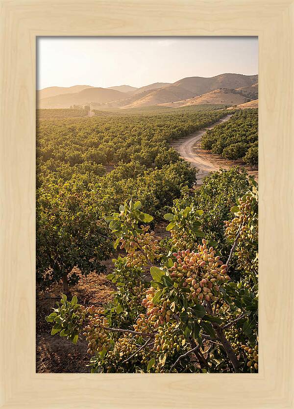 Pistachio Grove Serenity