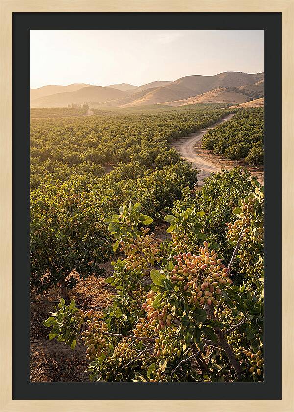 Pistachio Grove Serenity