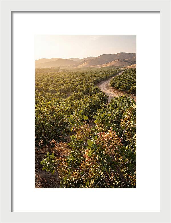 Pistachio Grove Serenity