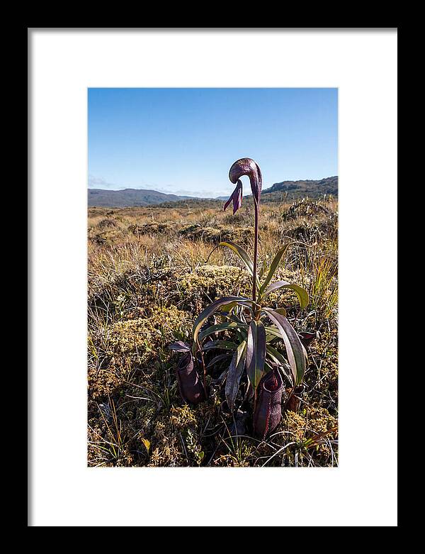 Pitcher Plant Elegance