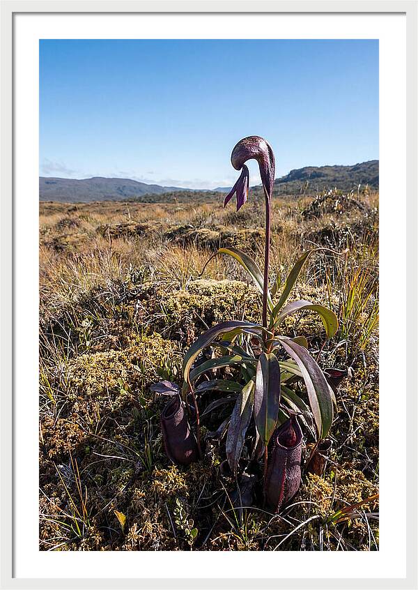 Pitcher Plant Elegance